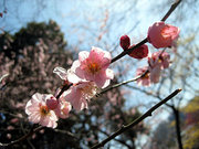110319_1.jpg